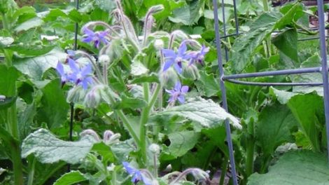 Repel Tomato Hornworm With Borage
